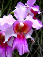 Image of Vanda teres × Vanda hookeriana