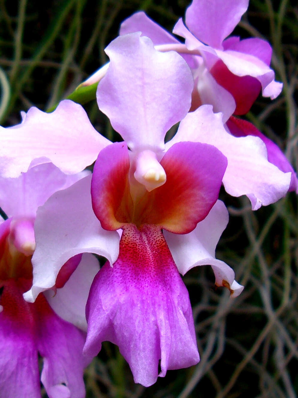 Vanda teres × Vanda hookeriana的圖片