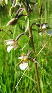 Imagem de Epipactis palustris (L.) Crantz