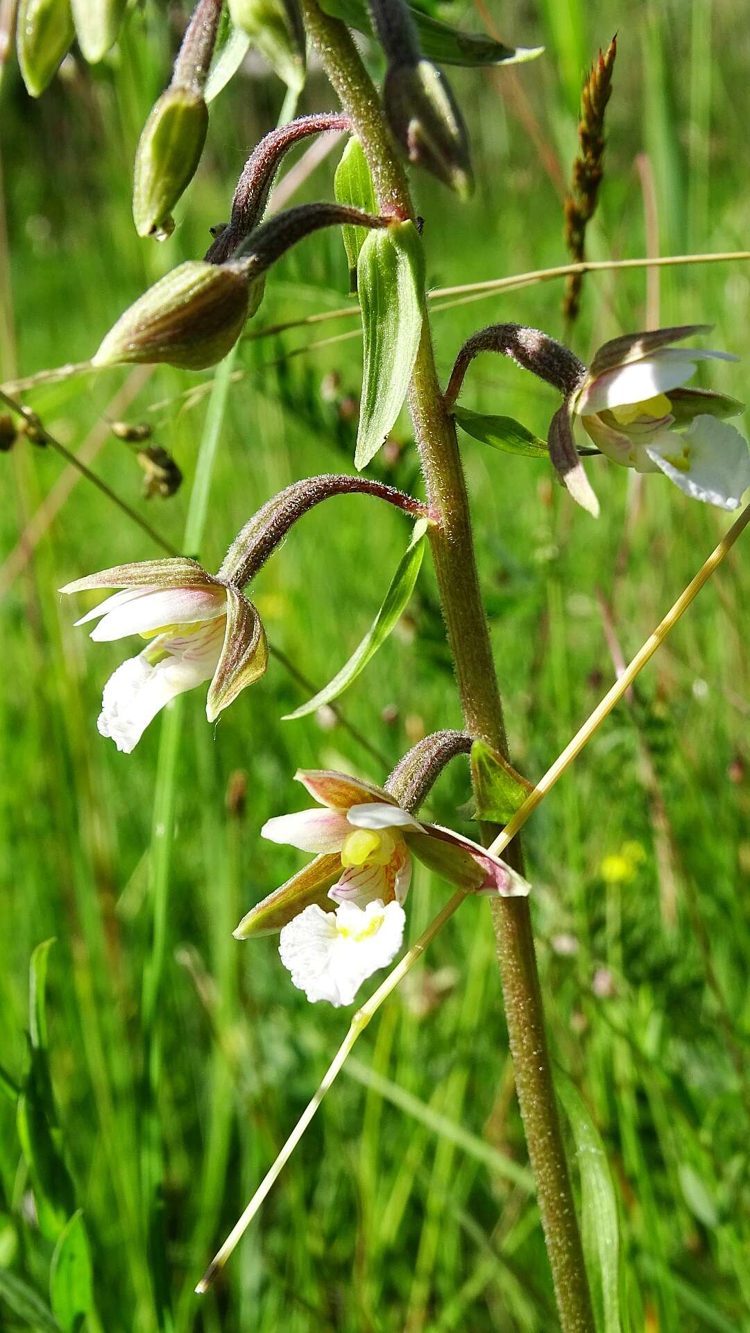 Imagem de Epipactis palustris (L.) Crantz