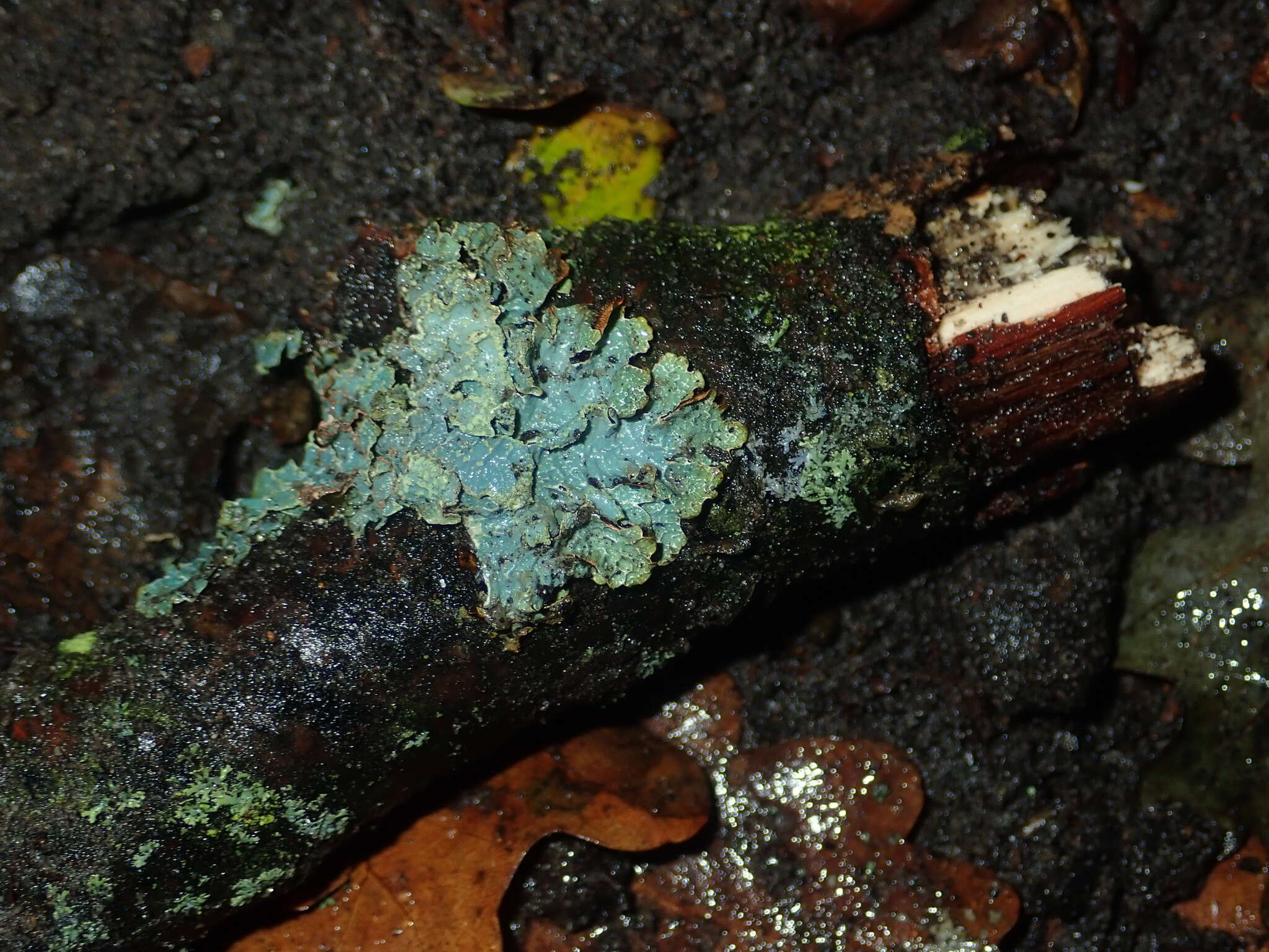 Image of Hammered shield lichen