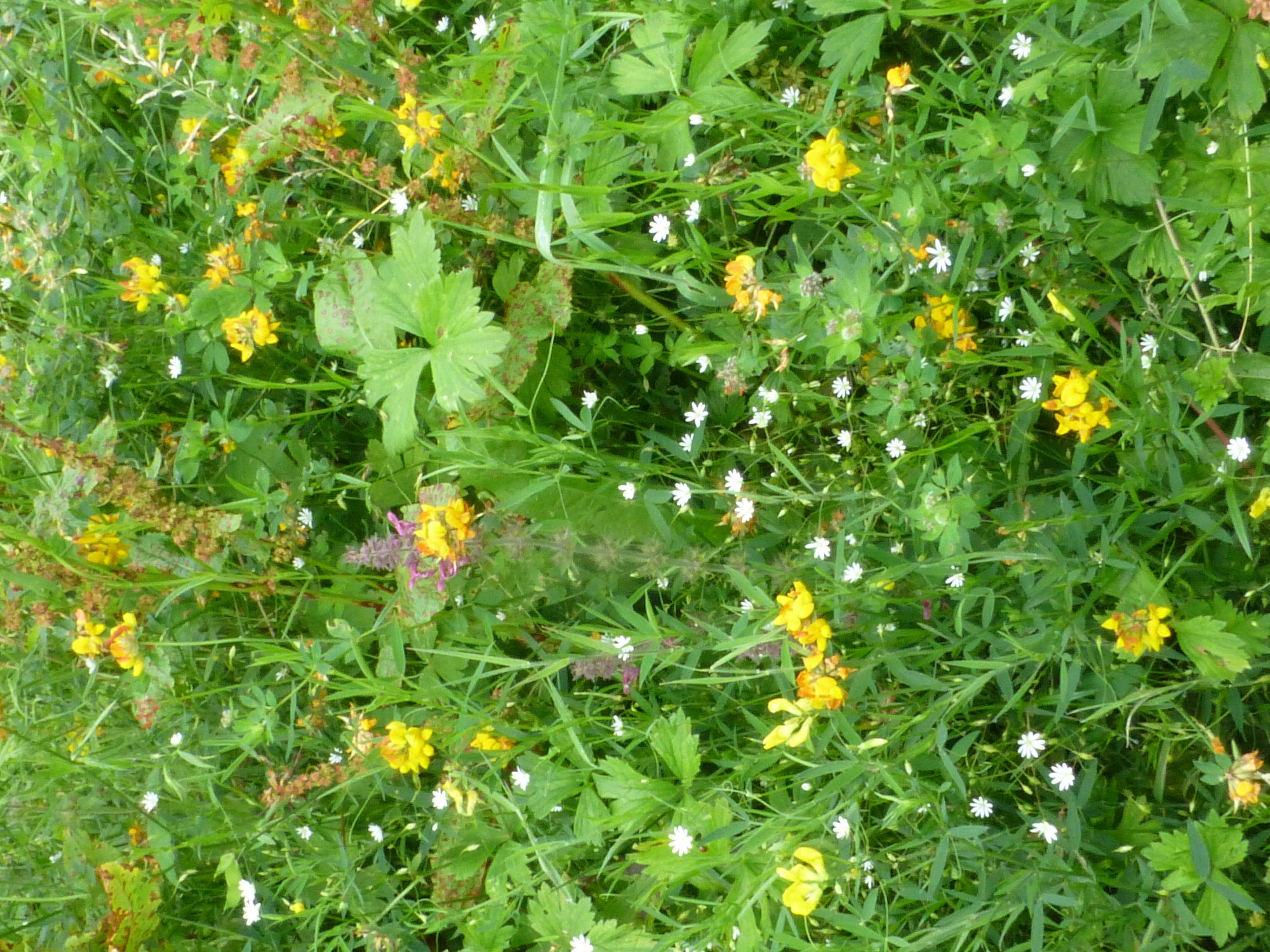 Image of Common Bird's-foot-trefoil