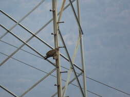 Image of Common Buzzard