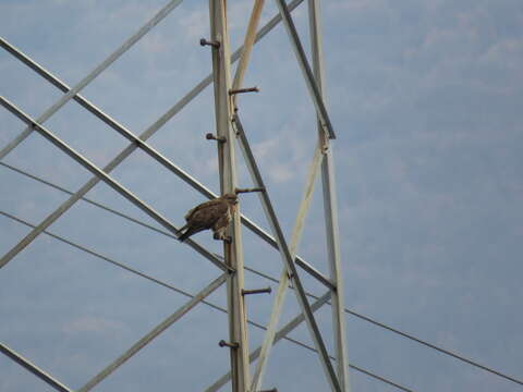 Image of Common Buzzard