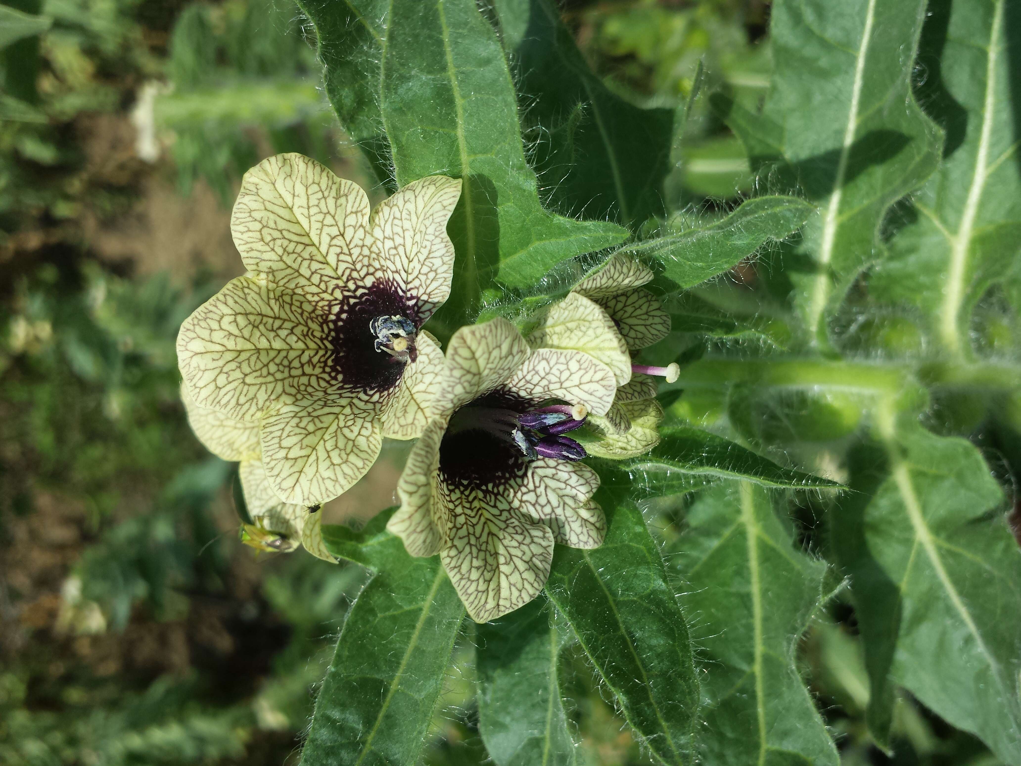 Image of black henbane