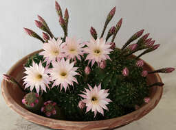 Echinopsis tubiflora resmi