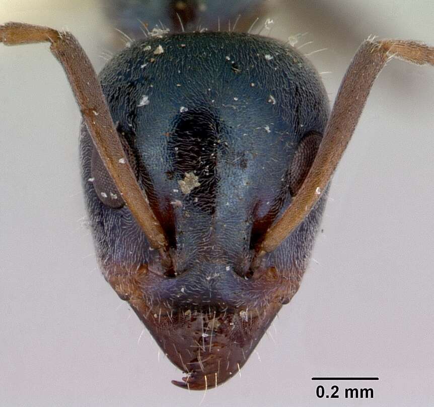 Image of Iridomyrmex prismatis Shattuck 1993