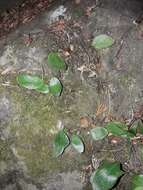 Image of leather-leaf fern