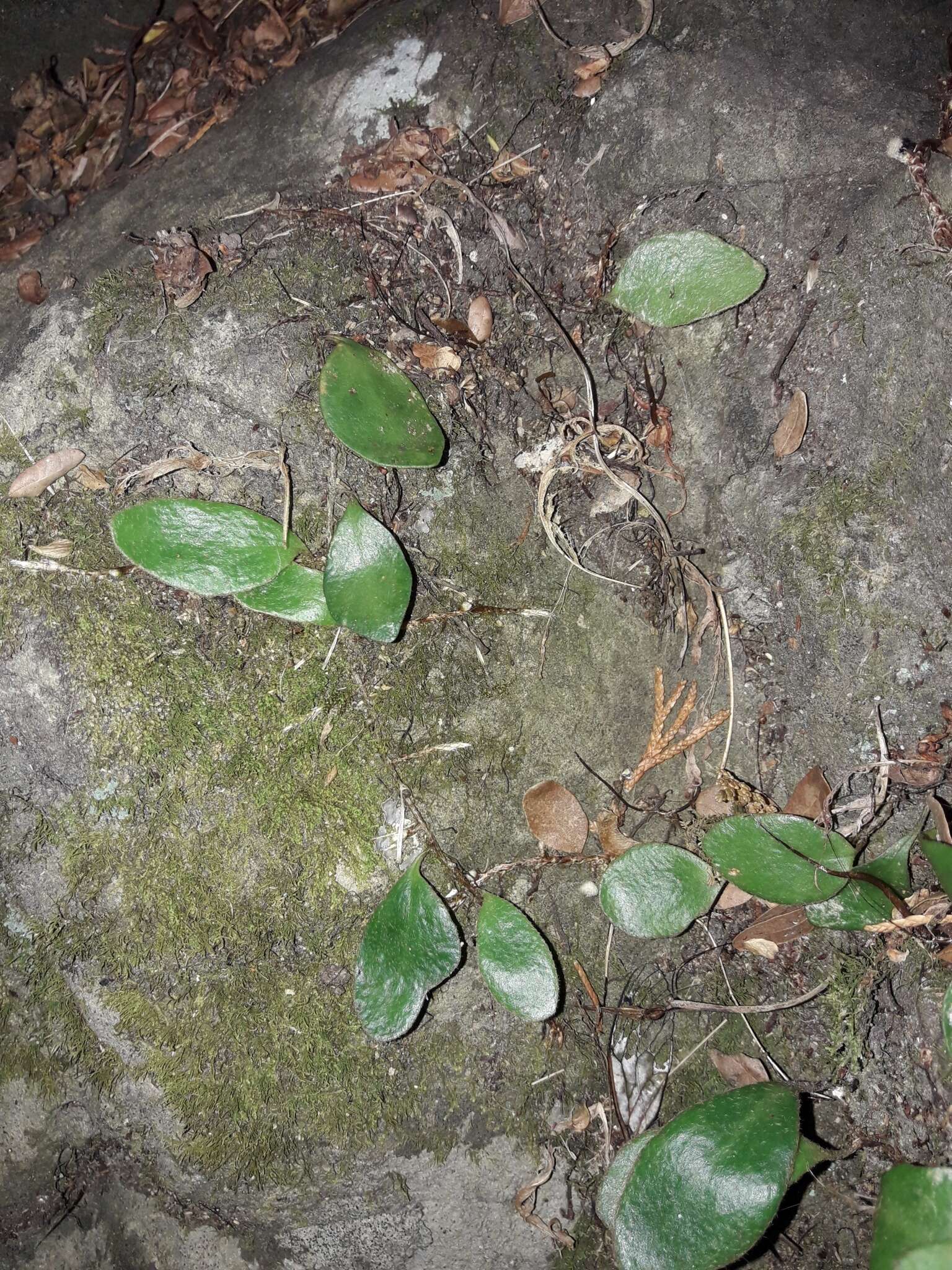 Image of leather-leaf fern