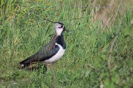 Image of Lapwing