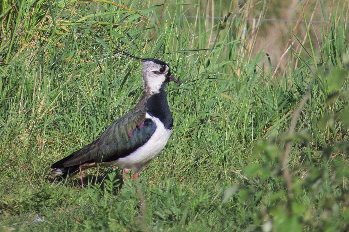 Image of Lapwing