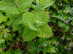 Image of Apple Mint