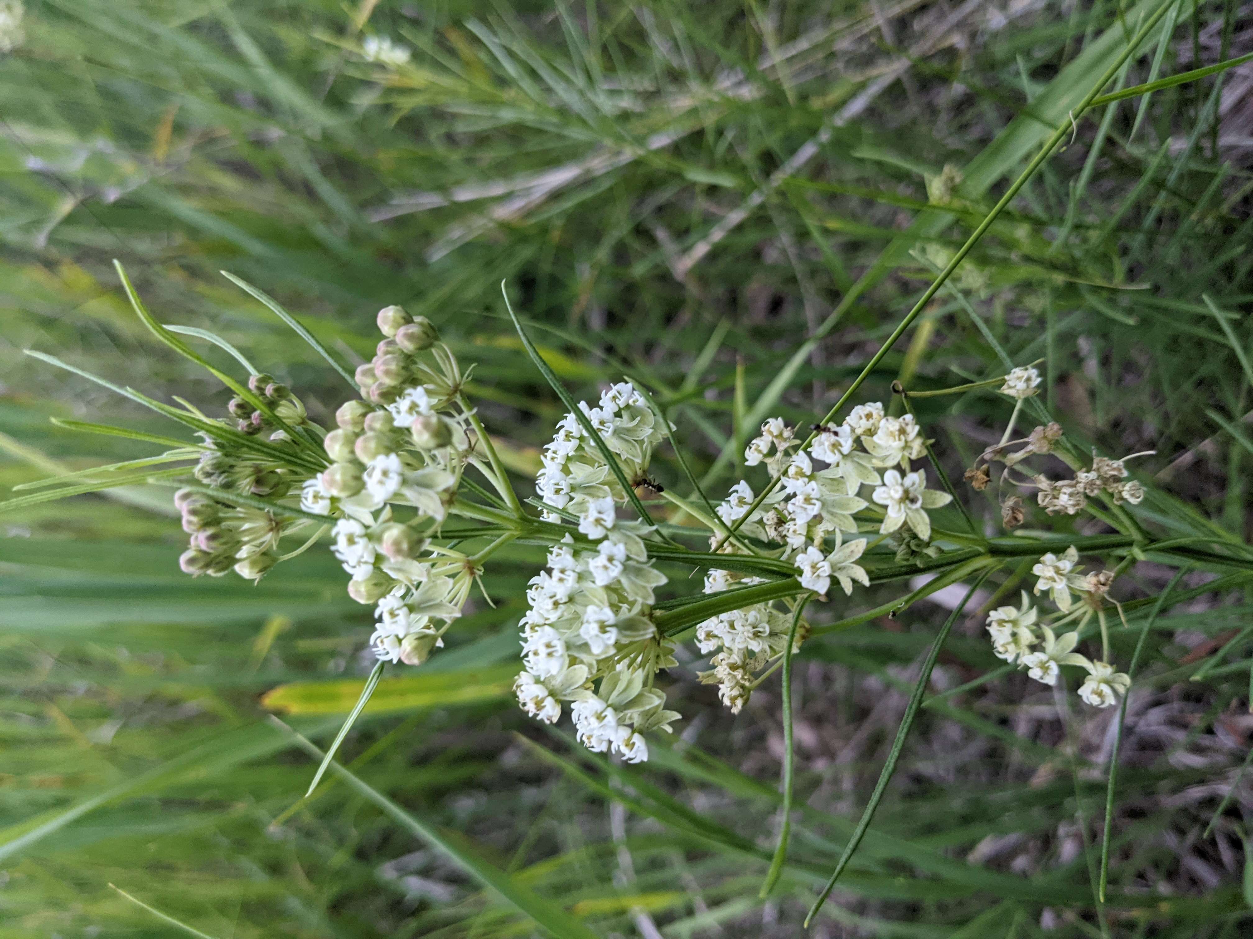 Image of whorled milkweed