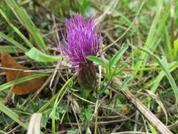 Image of dwarf thistle