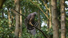 Image of Eurasian Goshawk