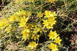 Image of star of Bethlehem