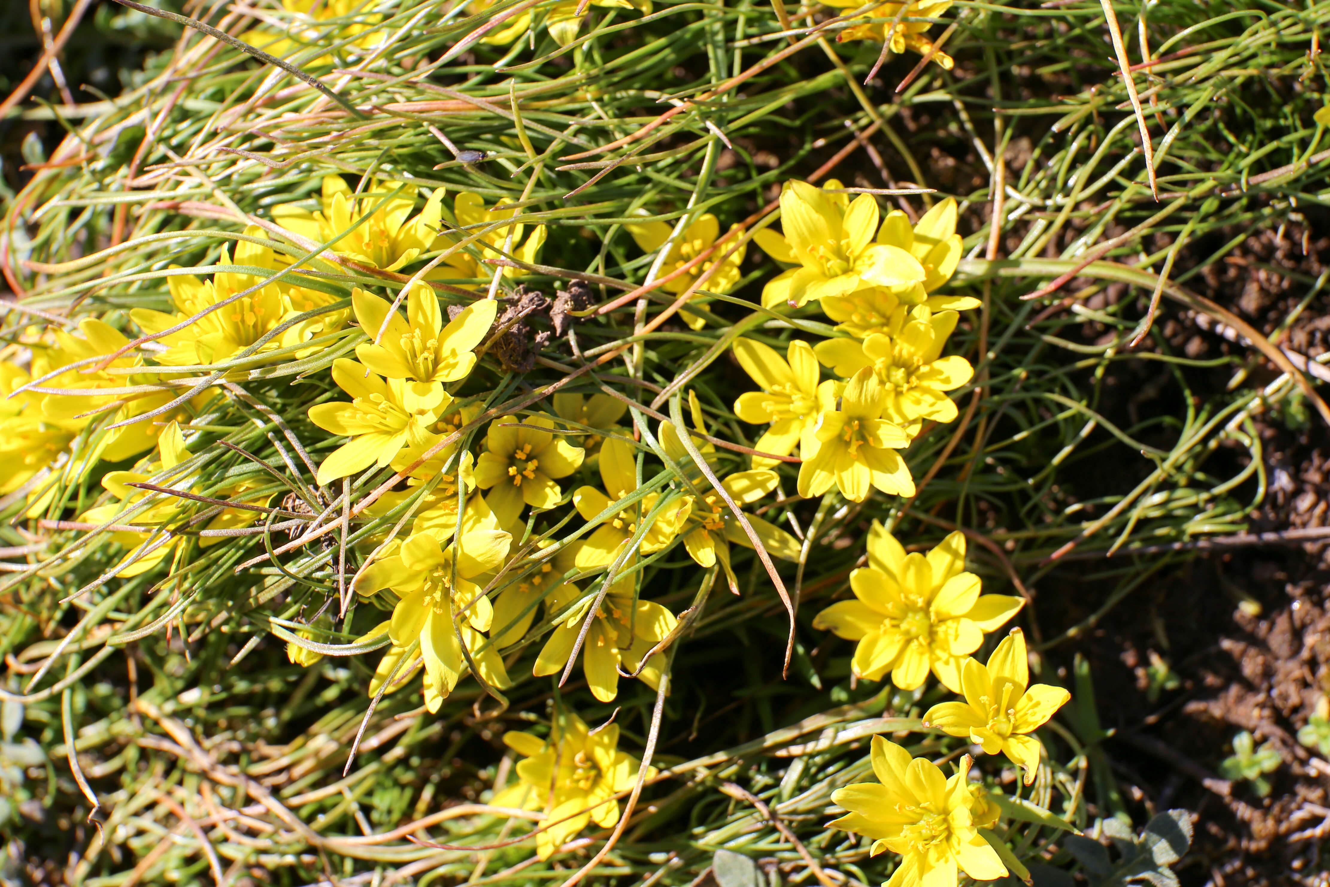 Image of star of Bethlehem