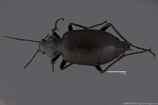 صورة Calosoma (Carabosoma) angulatum Chevrolat 1834