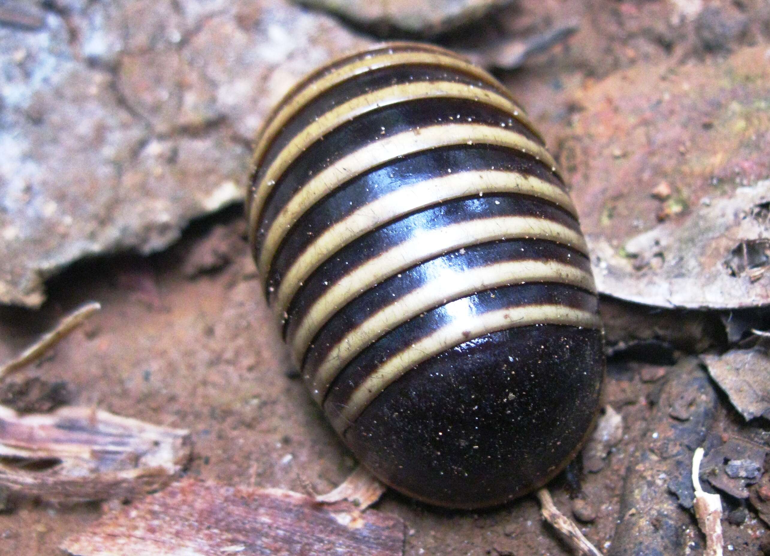 Image of Giant pill millipedes