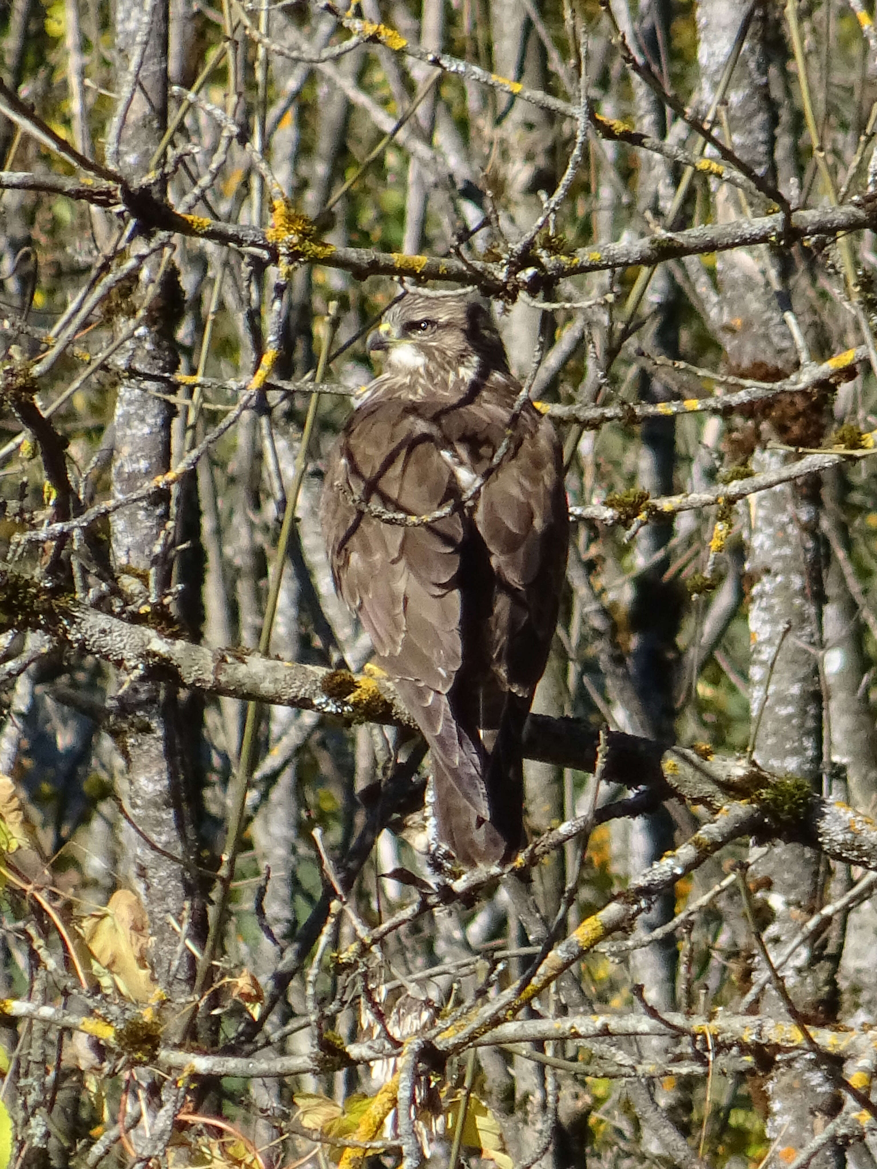 Image of Common Buzzard