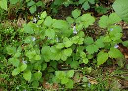 Image of Wood speedwell