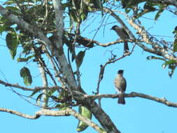 Image of Sooty-headed Bulbul