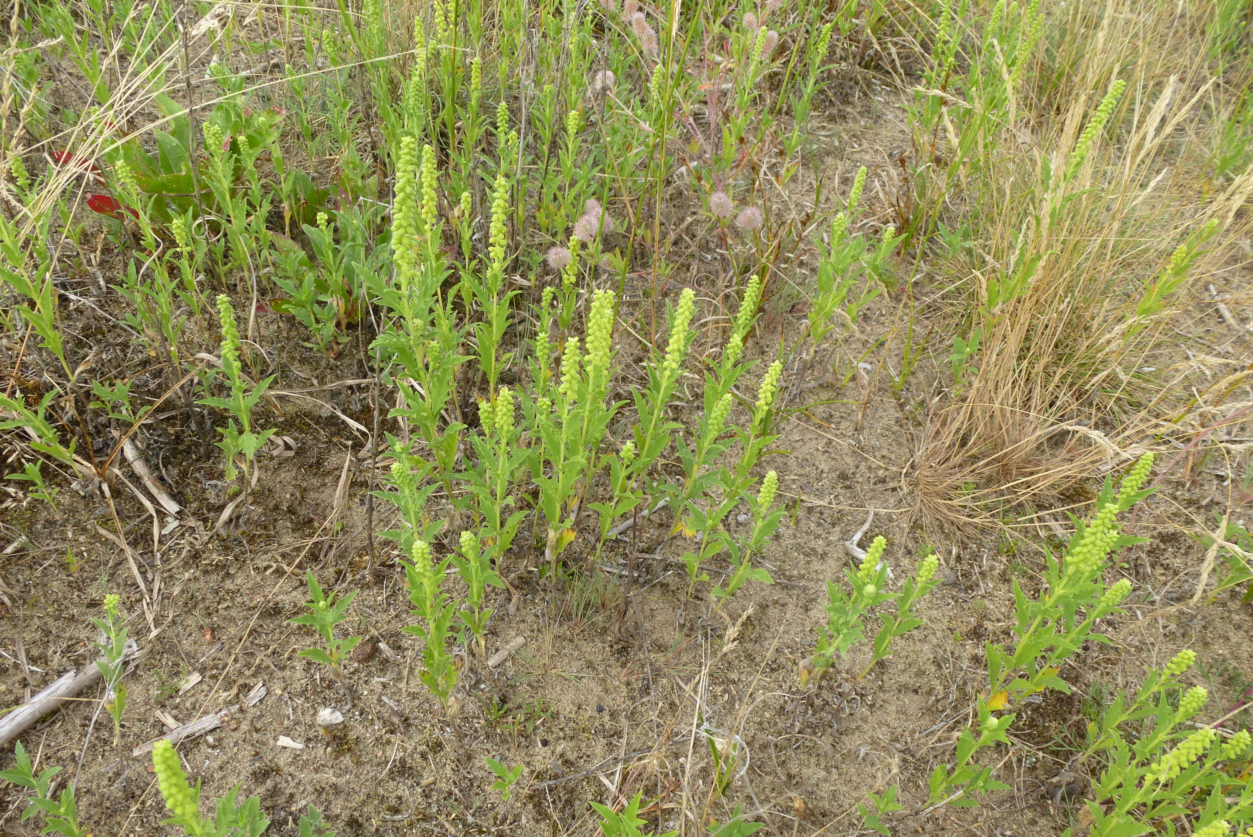 Image of Cuman ragweed