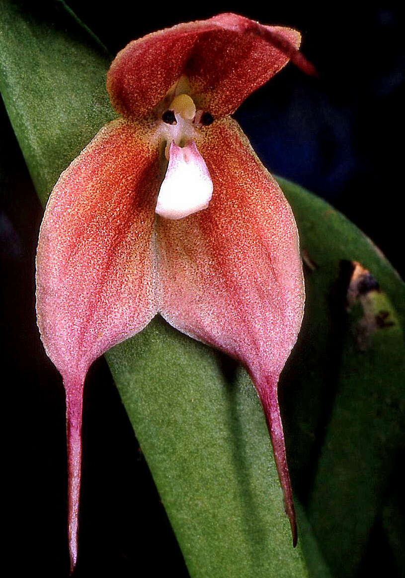 Image of Dracula iricolor (Rchb. fil.) Luer & R. Escobar