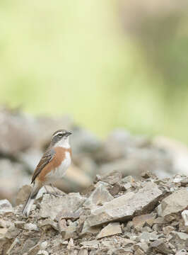 Image of Bolivian Warbling Finch