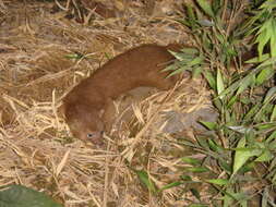 Image of Siberian Weasel