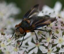 Image of Phasia hemiptera (Fabricius 1794)