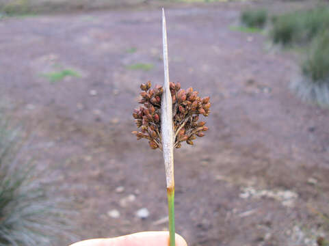 Image of spiny rush