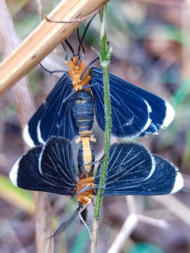 Image of White-tipped Black