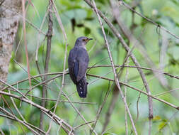Image of Lesser Cuckoo