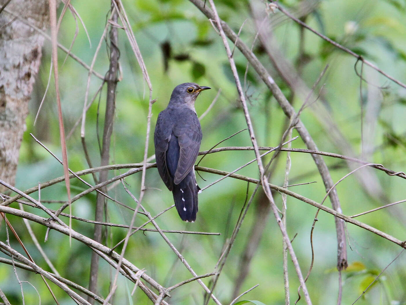 Image of Lesser Cuckoo