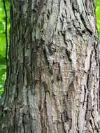 Image of shellbark hickory