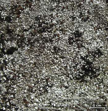 Image of cup lichen