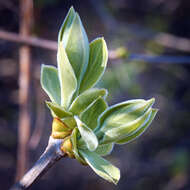 Image of European privet