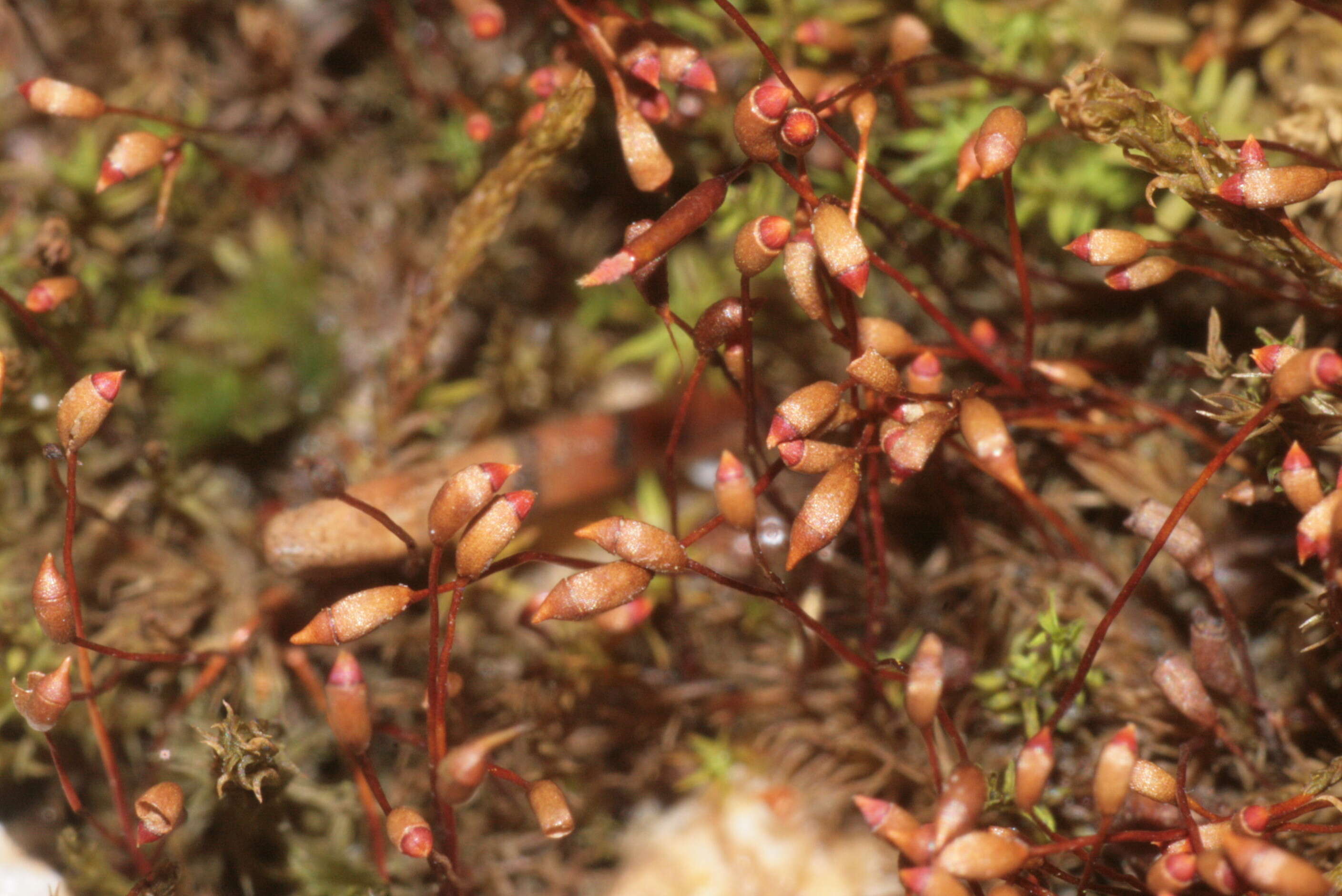 Image of dicranella moss