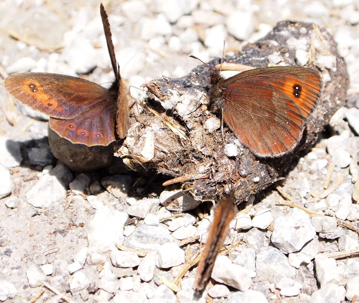 Image of scotch argus