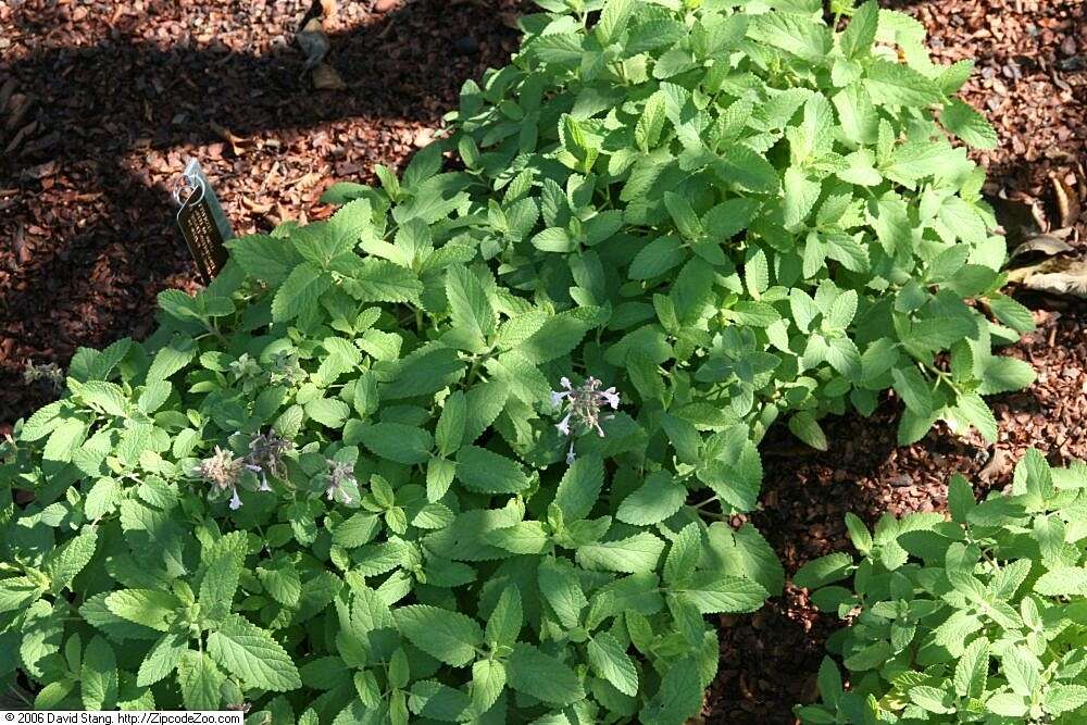 Nepeta subsessilis Maxim. resmi