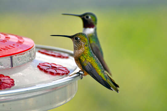 Image of Broad-tailed Hummingbird