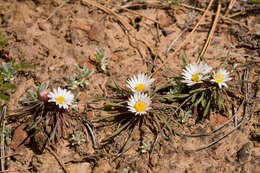 Image of common Townsend daisy