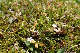 Image of Leucopogon fraseri A. Cunn. ex DC.