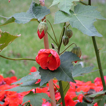 Image of Painted indian mallow