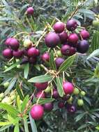 Syzygium pondoense Engl. resmi