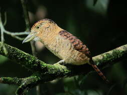 Image of Barred Puffbird