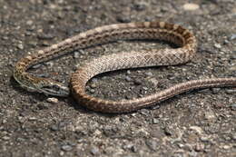 Image of Japanese Rat Snake