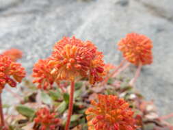 Image of alpine golden buckwheat