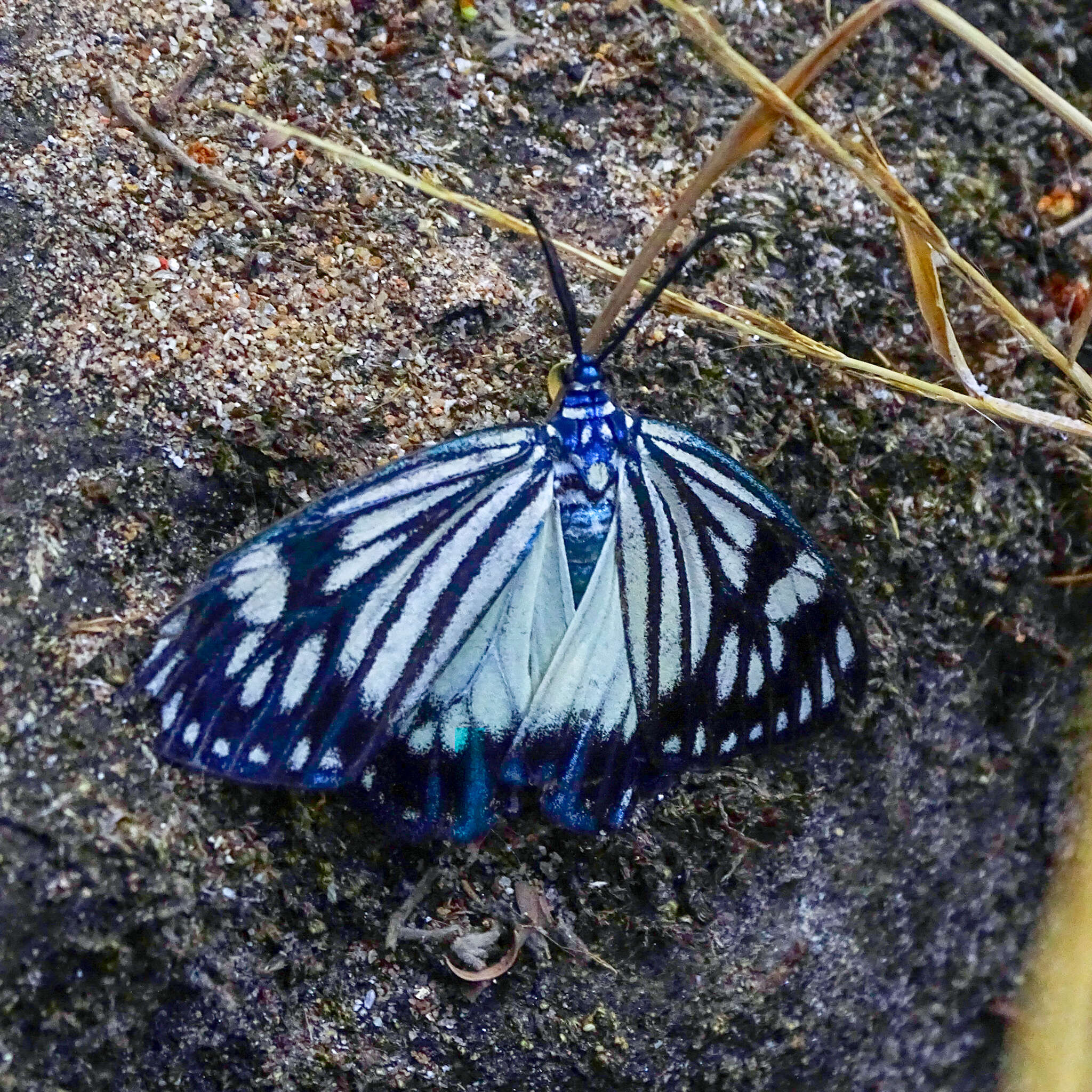 Image of Drury's Jewel